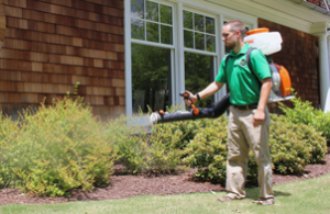 Mosquito Joe of Hingham-Easton technician spraying bushes out of a home. 